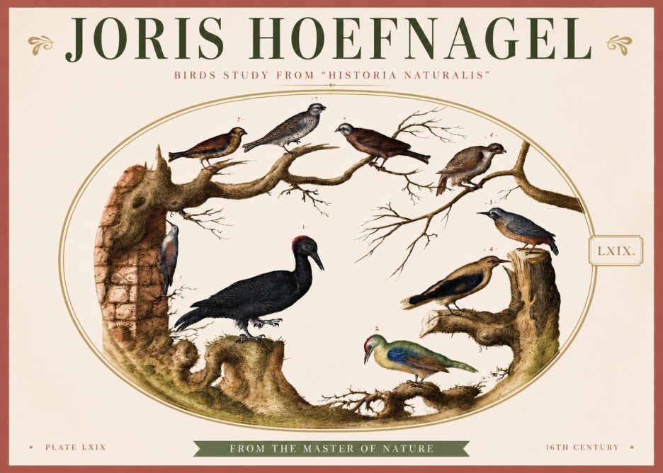 Joris Hoefnagel Birds in an Oval Frame No4 - Plakát