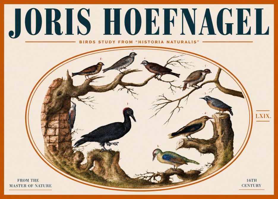Joris Hoefnagel Birds in an Oval Frame No5 - Plakát