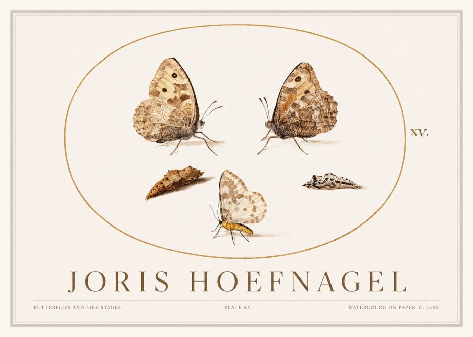 Joris Hoefnagel Butterflies and Life Stages - Plate Xv No1 - Plakát