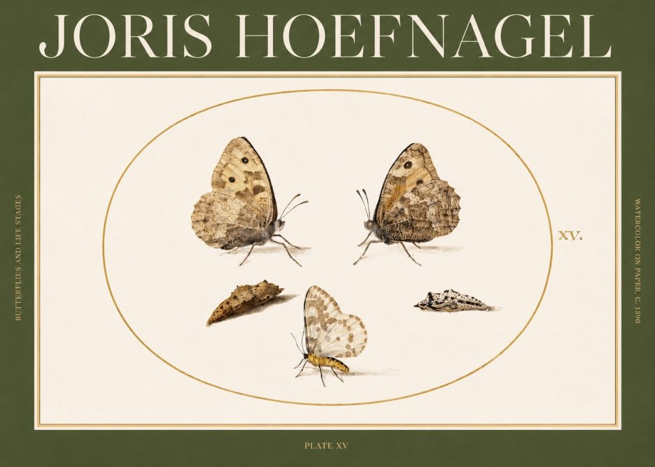 Joris Hoefnagel Butterflies and Life Stages - Plate Xv No2 - Plakát