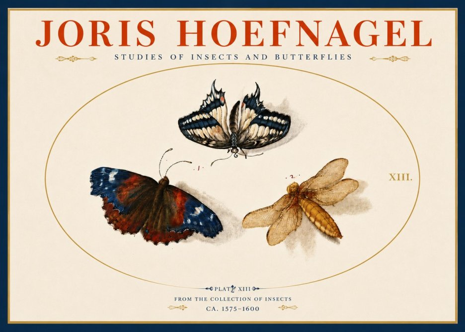 Joris Hoefnagel Studies of Insects - Plate Xiii No5 - Plakát