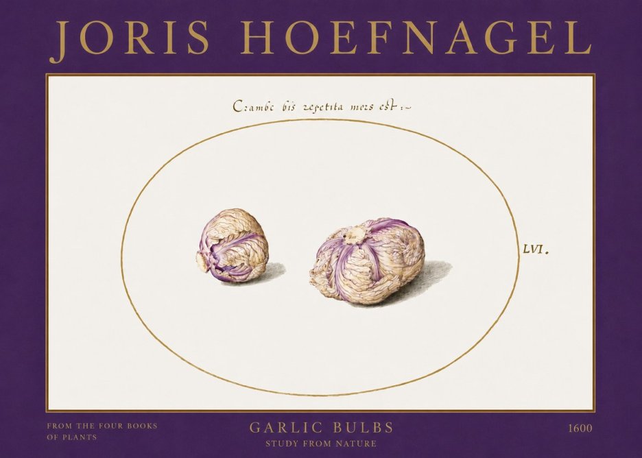 Joris Hoefnagel Garlic Bulbs Study from Nature No2 - Plakát