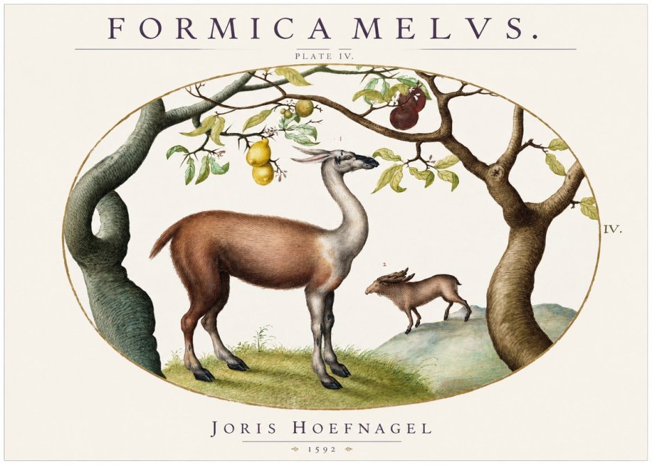 Joris Hoefnagel Formicamelus. No2 - Plakát