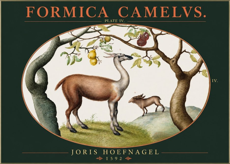 Joris Hoefnagel Formicamelus. No3 - Plakát