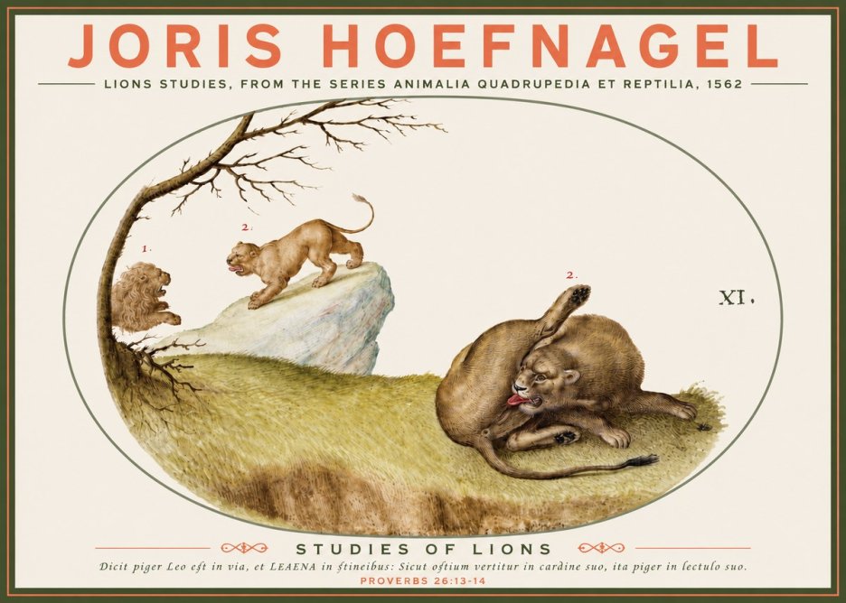 Joris Hoefnagel Lions Studies No3 - Plakát