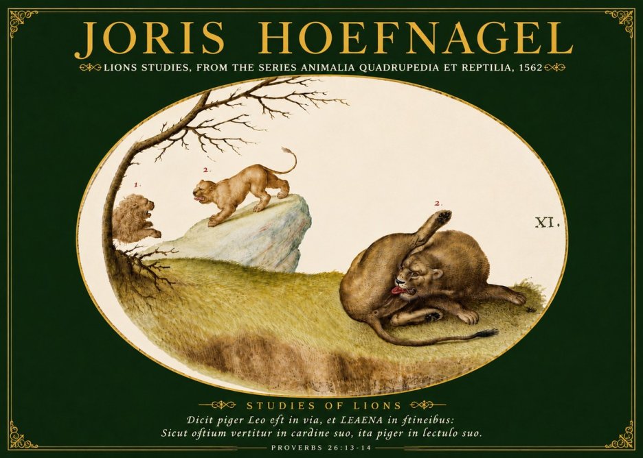 Joris Hoefnagel Lions Studies No5 - Plakát