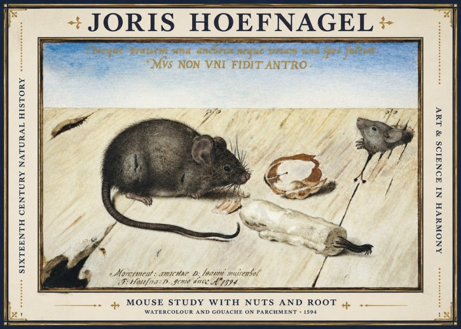 Joris Hoefnagel Mouse Study with Nuts and Root No1 - Plakát