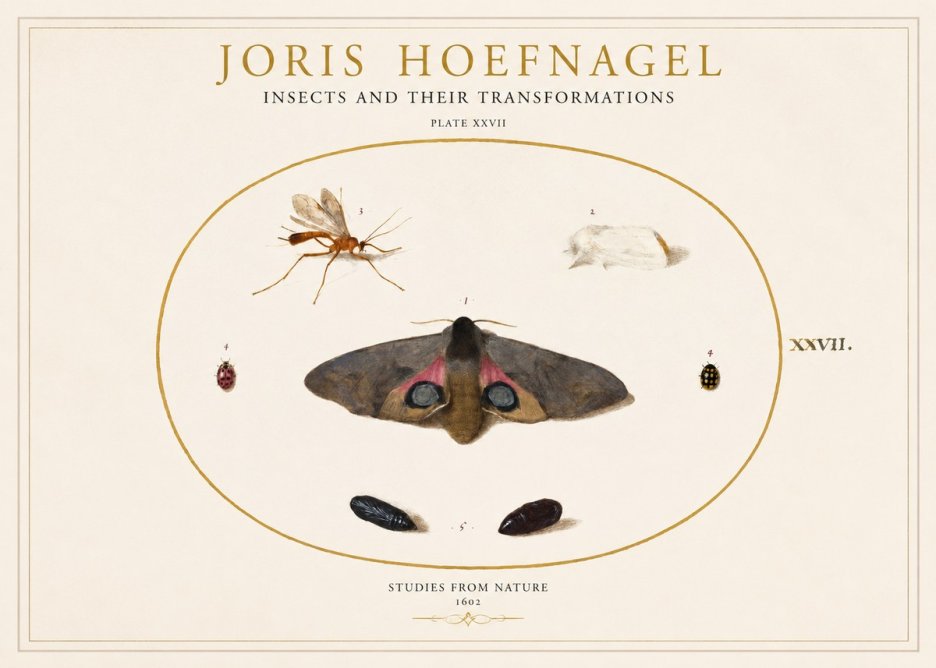 Joris Hoefnagel Insects and Their Transformations - Plate Xxvii No1 - Plakát