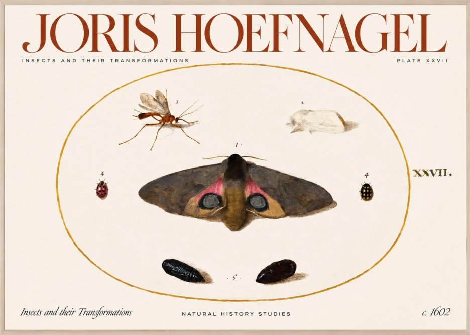 Joris Hoefnagel Insects and Their Transformations - Plate Xxvii No2 - Plakát