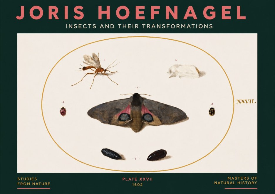 Joris Hoefnagel Insects and Their Transformations - Plate Xxvii No3 - Plakát