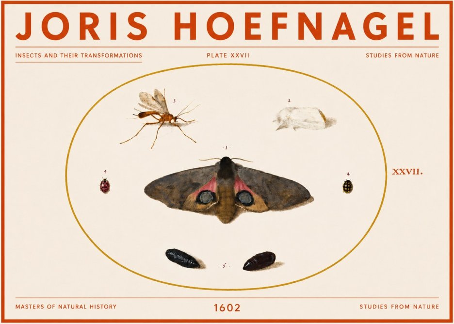 Joris Hoefnagel Insects and Their Transformations - Plate Xxvii No5 - Plakát
