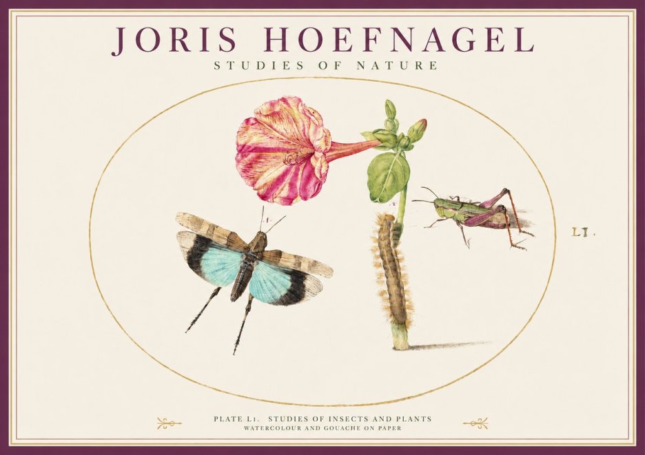 Joris Hoefnagel Plate L1. Studies of Insects and Plants No1 - Plakát