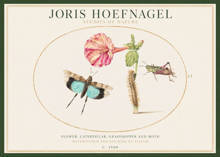 Joris Hoefnagel Plate L1. Studies of Insects and Plants No2 - Plakát