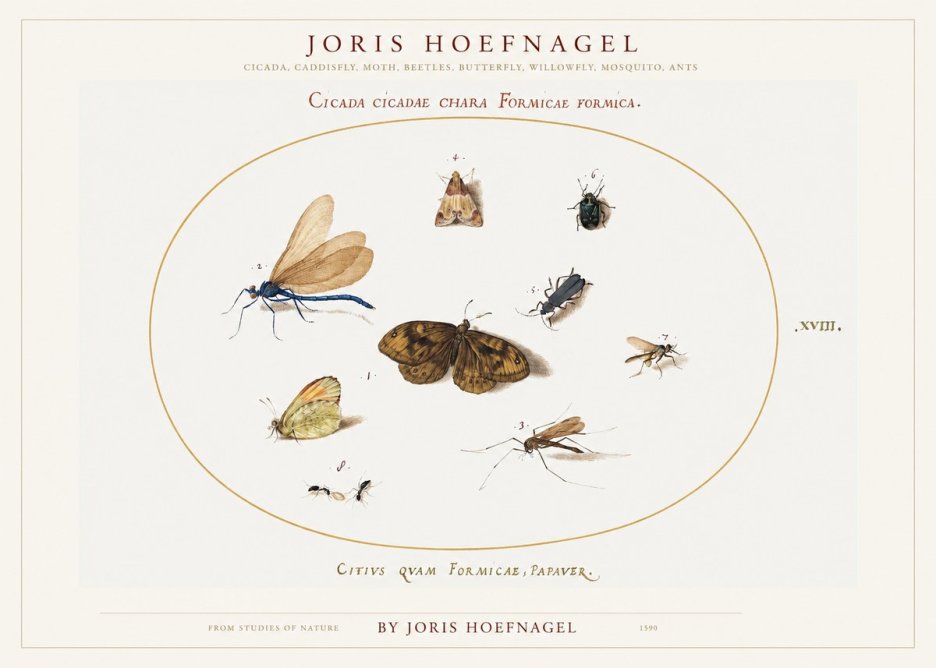Joris Hoefnagel Cicada Cicadae Chara Formicae Formica. No1 - Plakát
