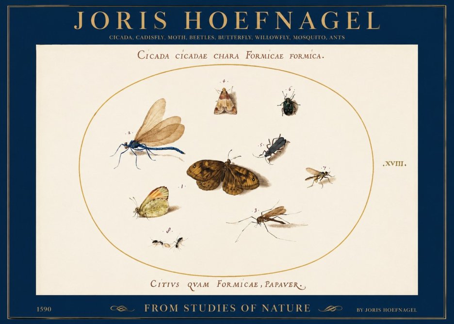 Joris Hoefnagel Cicada Cicadae Chara Formicae Formica. No2 - Plakát