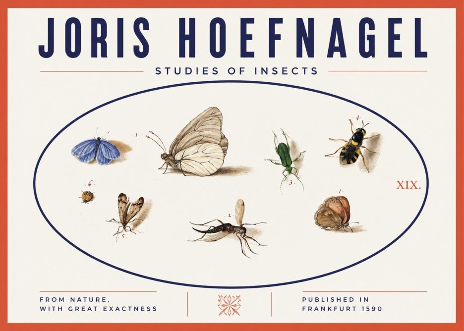 Joris Hoefnagel Studies of Insects V No3 - Plakát