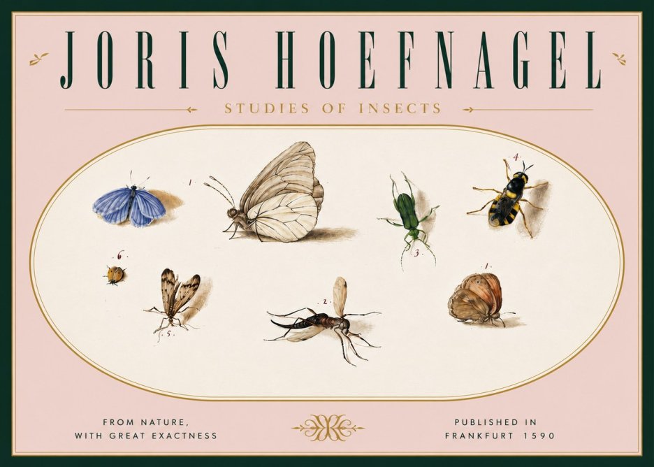 Joris Hoefnagel Studies of Insects V No6 - Plakát