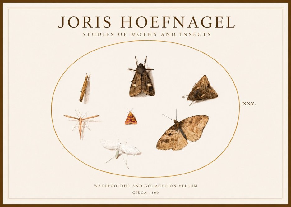 Joris Hoefnagel Studies of Moths and Insects - Xxv. No1 - Plakát