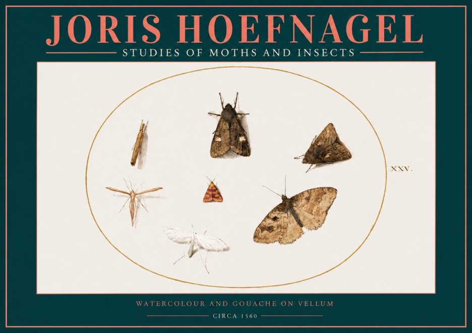 Joris Hoefnagel Studies of Moths and Insects - Xxv. No2 - Plakát