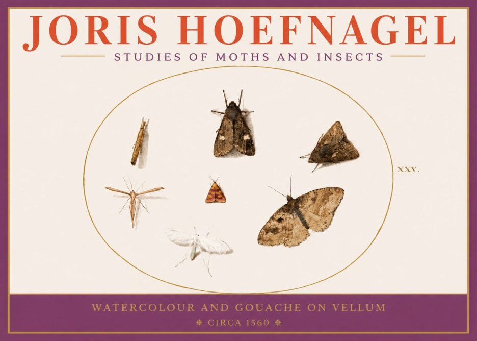 Joris Hoefnagel Studies of Moths and Insects - Xxv. No3 - Plakát
