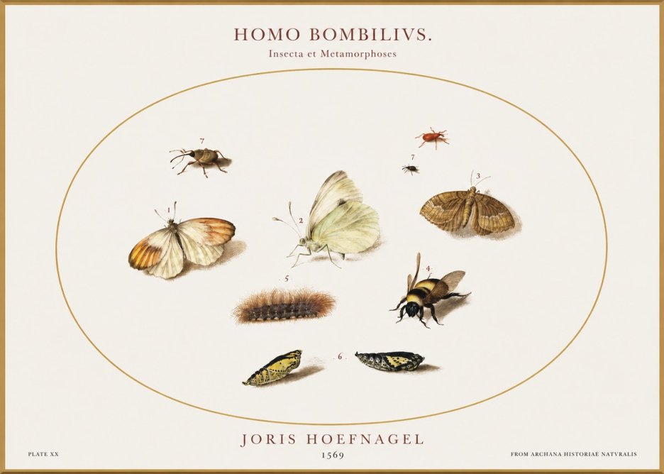 Joris Hoefnagel Homo Bombilivs. Insecta Et Metamorphoses No1 - Plakát