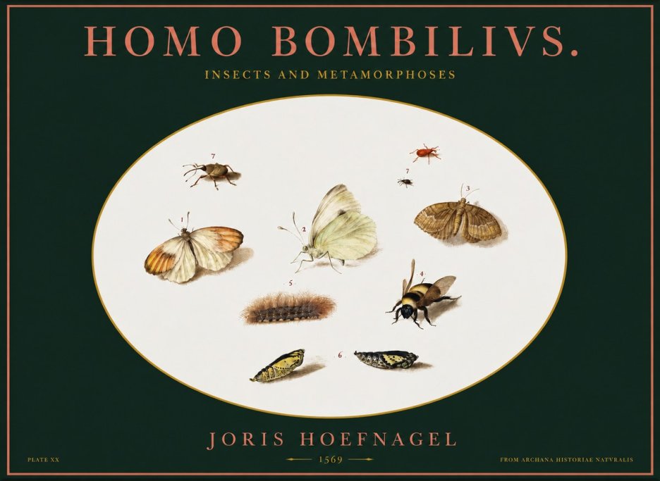 Joris Hoefnagel Homo Bombilivs. Insecta Et Metamorphoses No2 - Plakát