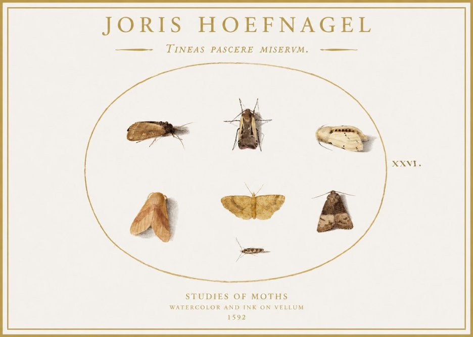 Joris Hoefnagel Studies of Moths II No1 - Plakát