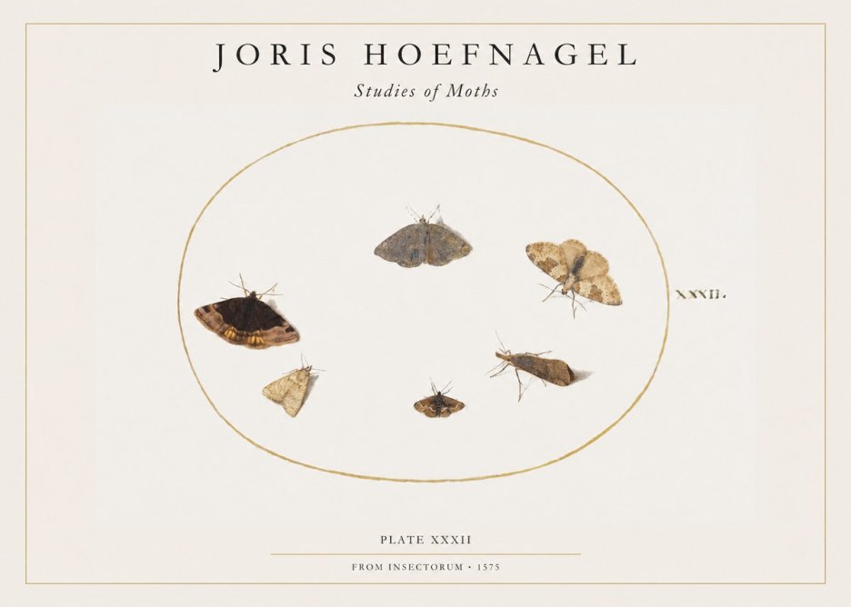 Joris Hoefnagel Studies of Moths III No1 - Plakát