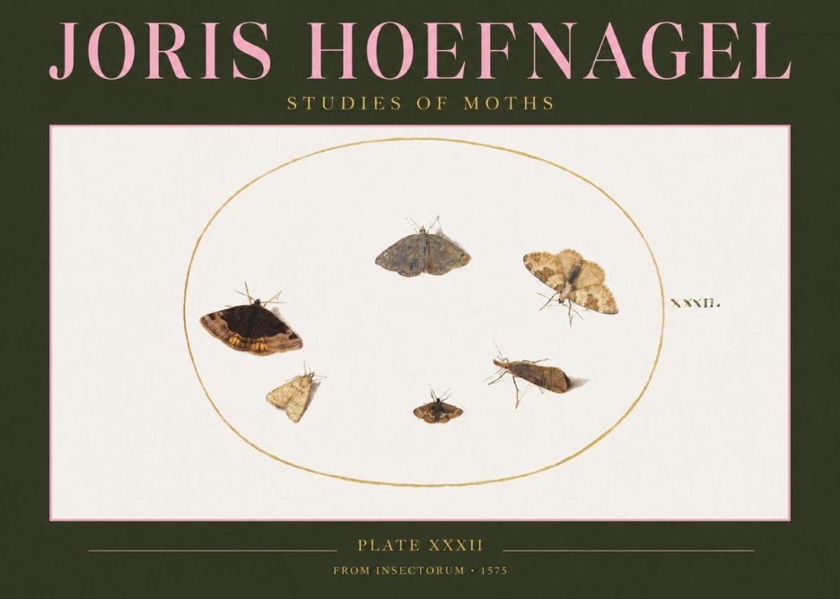Joris Hoefnagel Studies of Moths III No2 - Plakát