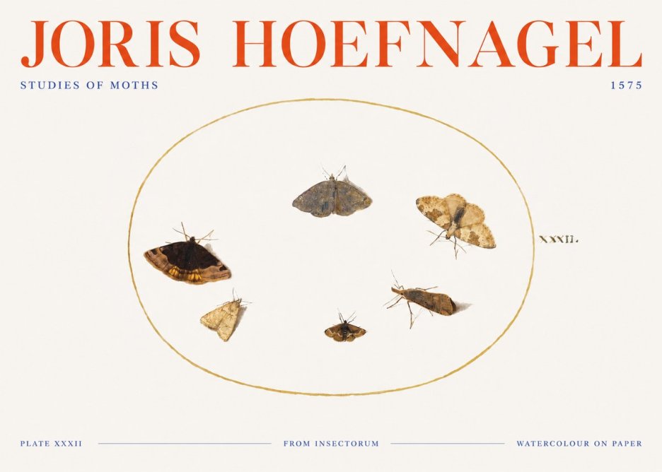 Joris Hoefnagel Studies of Moths III No3 - Plakát