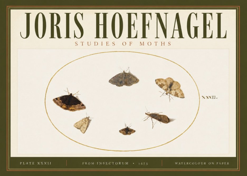 Joris Hoefnagel Studies of Moths III No4 - Plakát