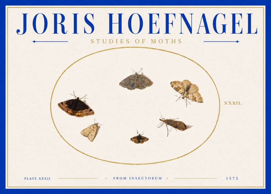 Joris Hoefnagel Studies of Moths III No6 - Plakát