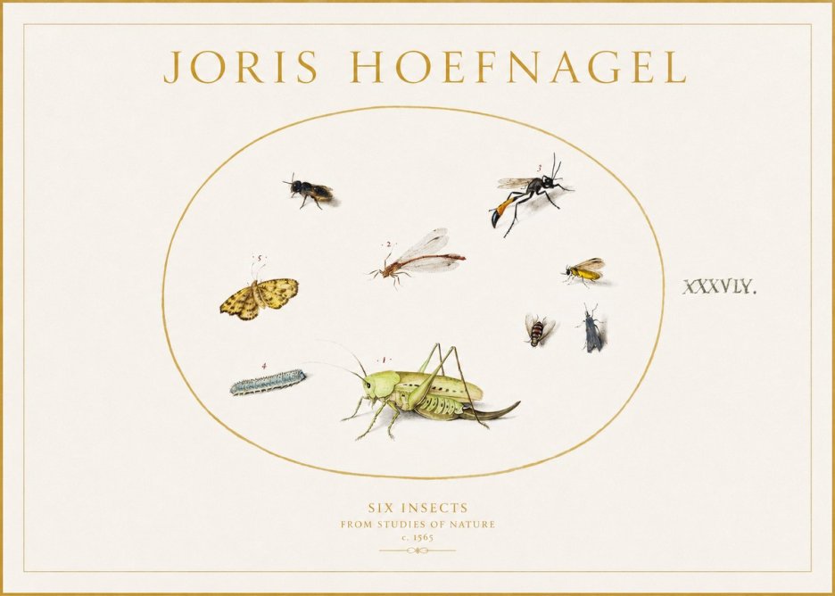 Joris Hoefnagel Six Insects from Studies of Nature C. 1565 No1 - Plakát