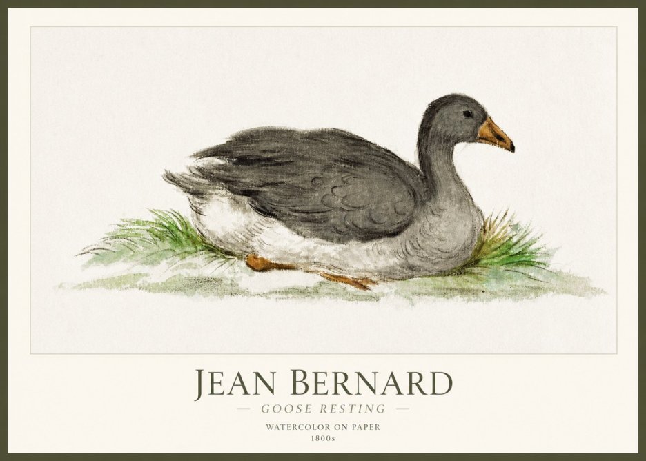Jean Bernard Goose Resting No1 - Plakát