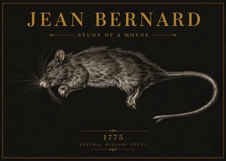Jean Bernard Study of a Mouse II No6 - Plakát