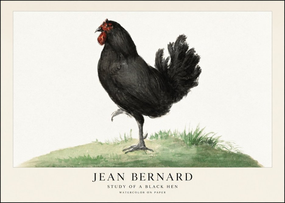 Jean Bernard Study of a Black Hen No1 - Plakát