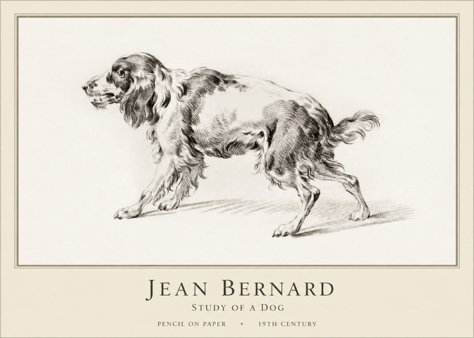 Jean Bernard Study of a Dog V No1 - Plakát