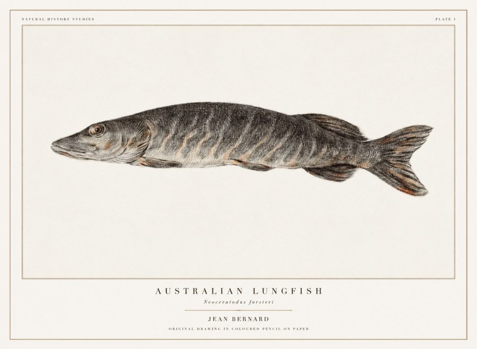 Jean Bernard Australian Lungfish No1 - Plakát