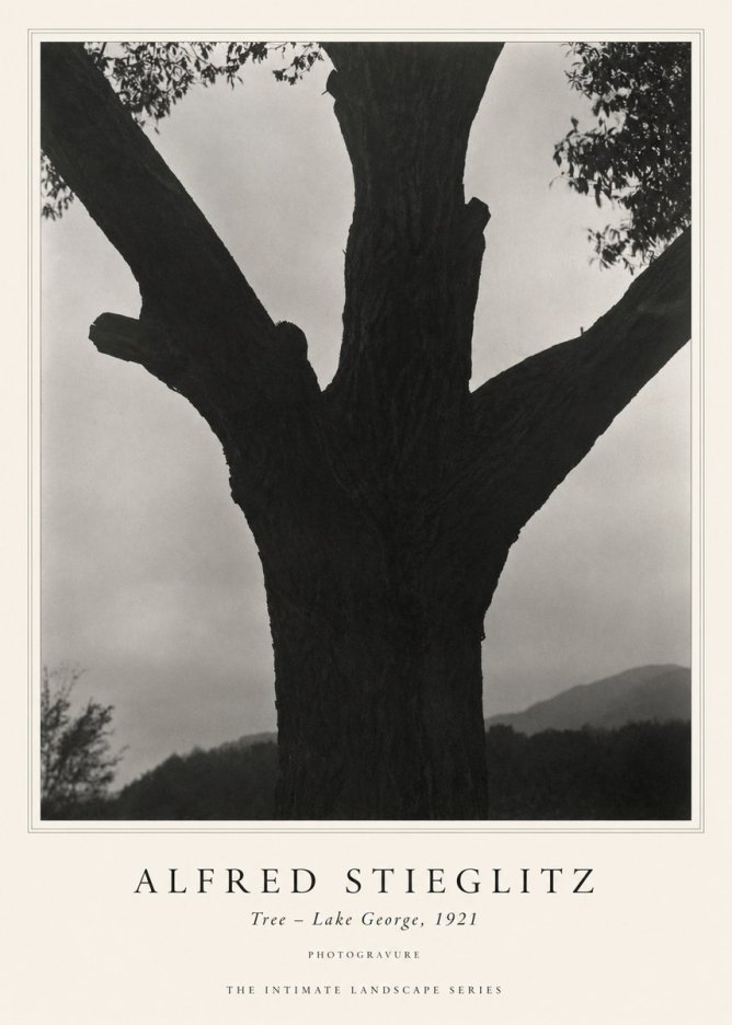 Alfred Stieglitz Tree - Lake George, 1921 No1 - Plakát