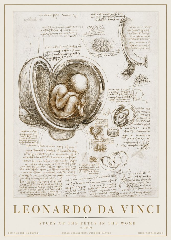 Leonardo da Vinci Studies of the Fetus in the Womb No3 - Plakát