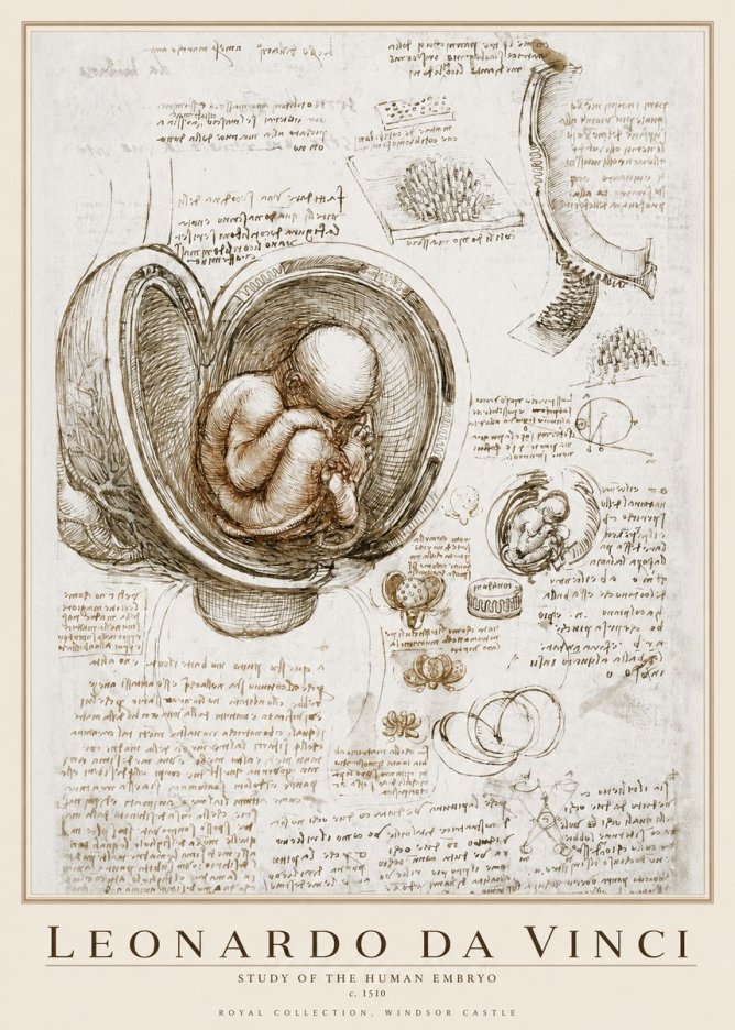 Leonardo da Vinci Studies of the Fetus in the Womb No4 - Plakát