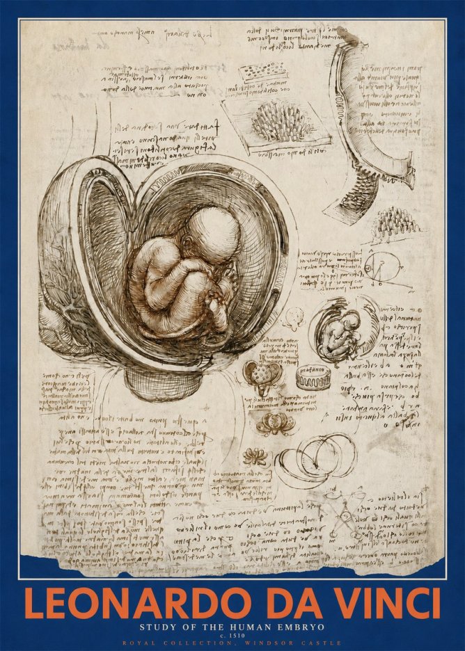 Leonardo da Vinci Studies of the Fetus in the Womb No5 - Plakát