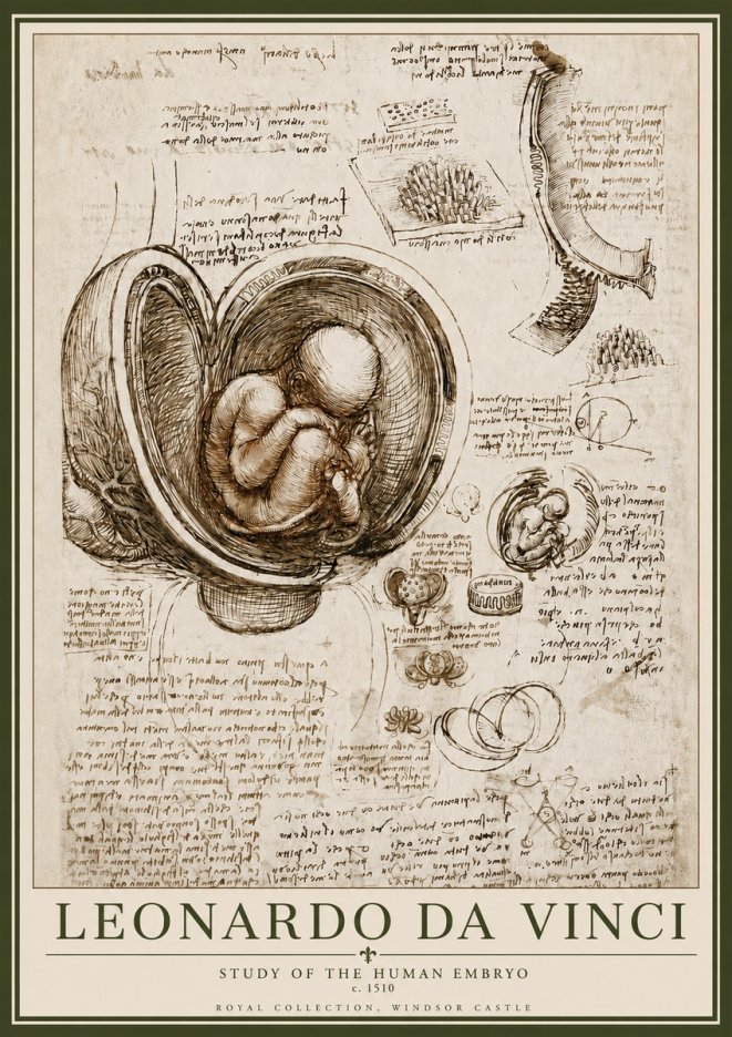 Leonardo da Vinci Studies of the Fetus in the Womb No6 - Plakát