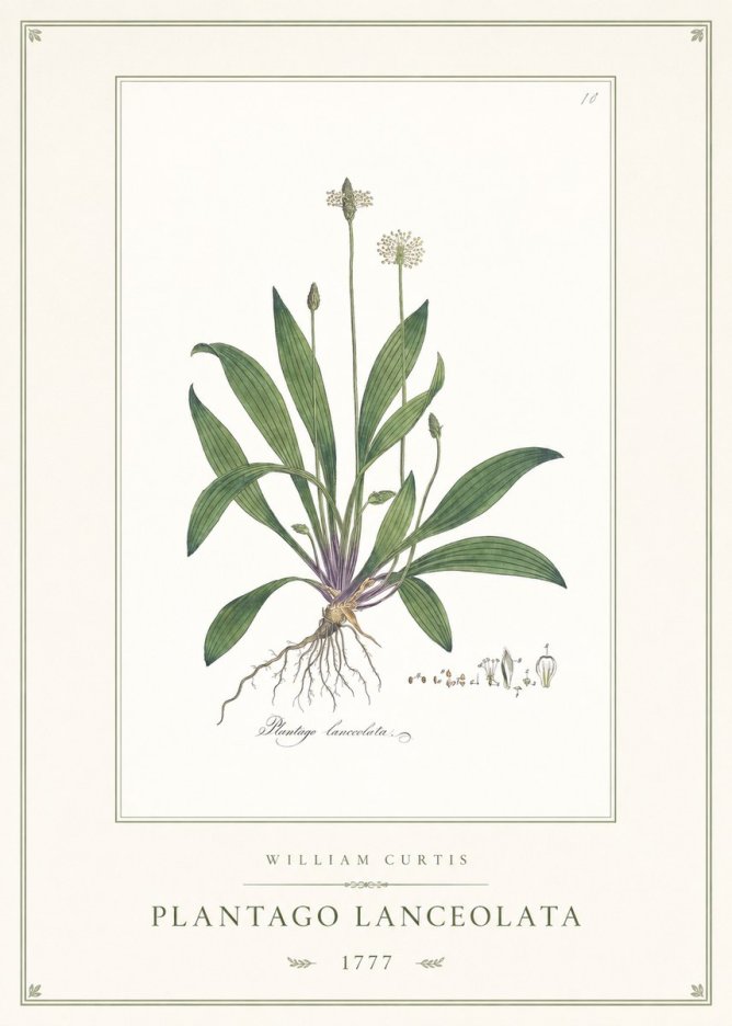 William Curtis Plantago Lanceolata II No1 - Plakát
