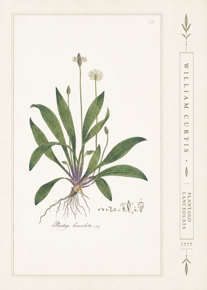William Curtis Plantago Lanceolata II No2 - Plakát