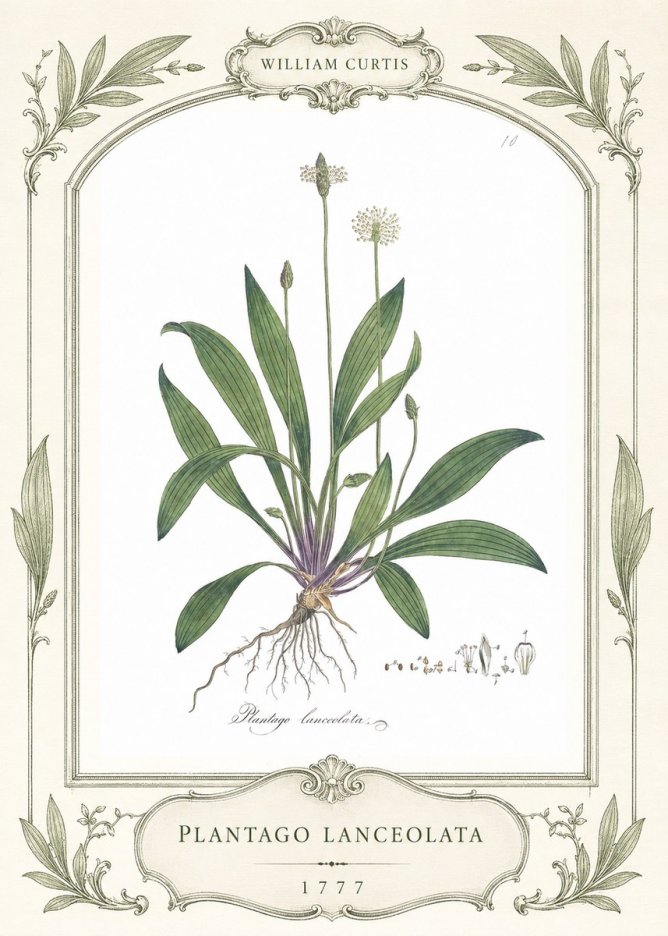 William Curtis Plantago Lanceolata II No4 - Plakát