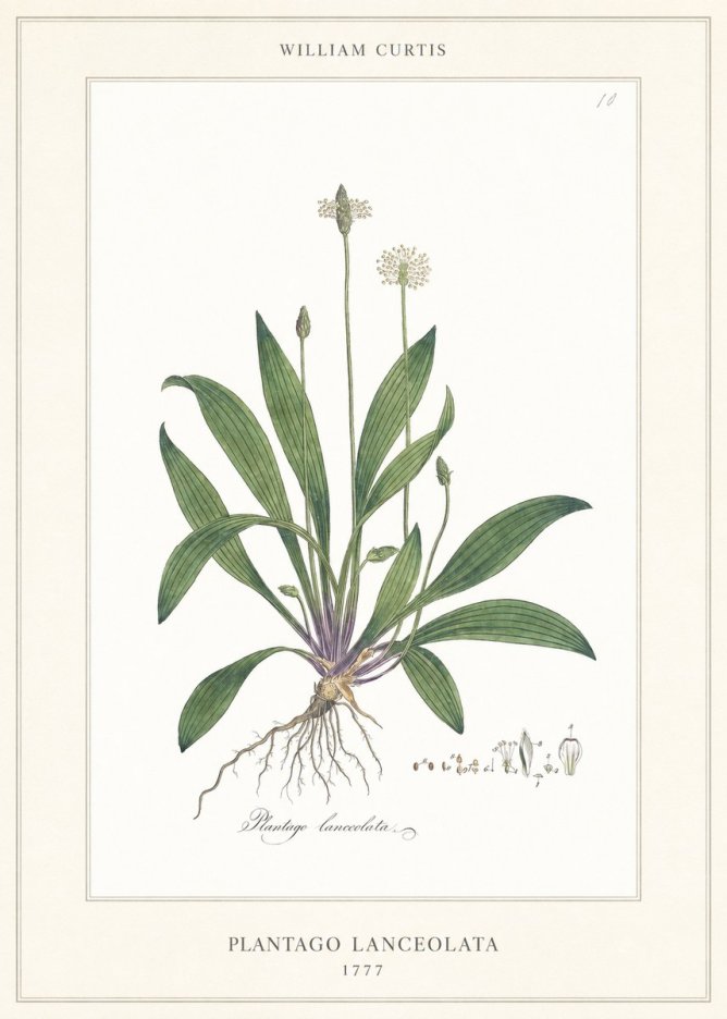 William Curtis Plantago Lanceolata II No6 - Plakát