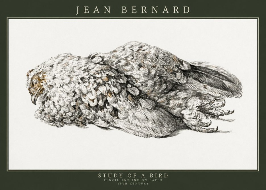 Jean Bernard Study of a Bird I No3 - Plakát
