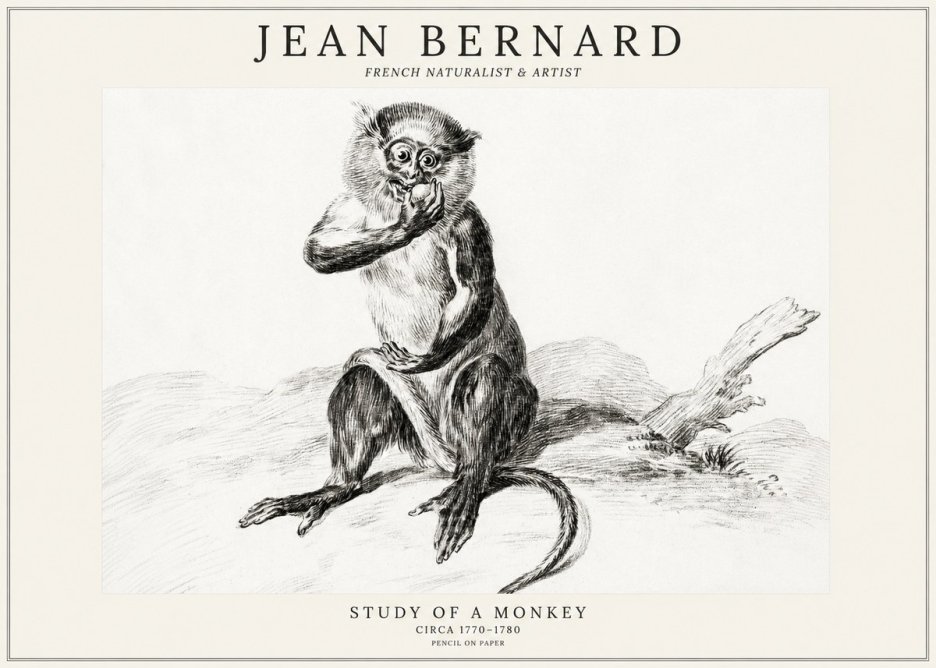 Jean Bernard Study of a Monkey No3 - Plakát