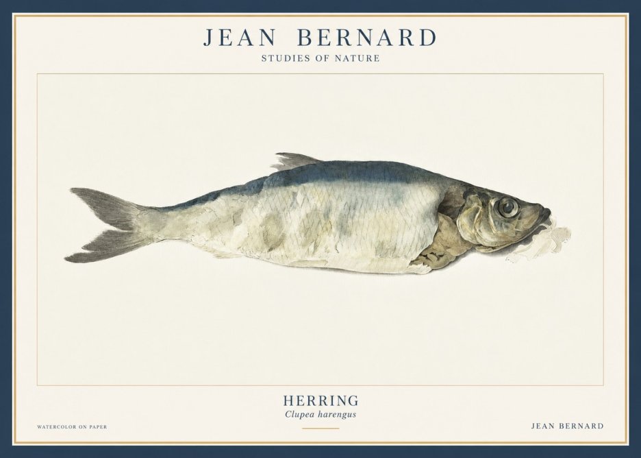 Jean Bernard Herring No3 - Plakát
